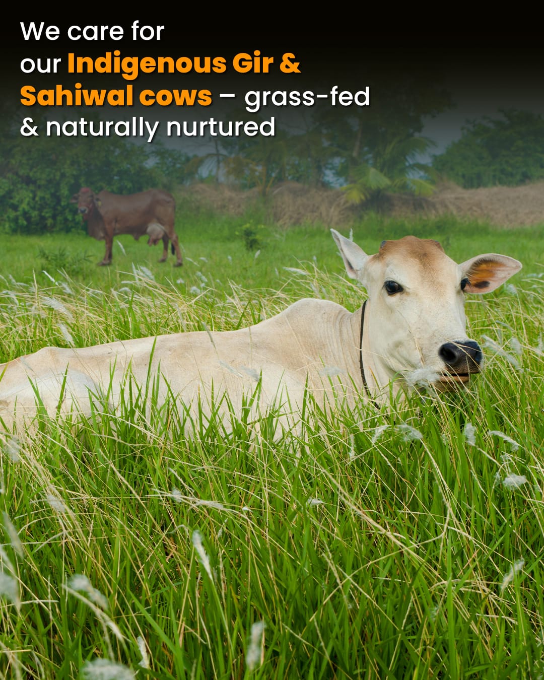 We care for our cows