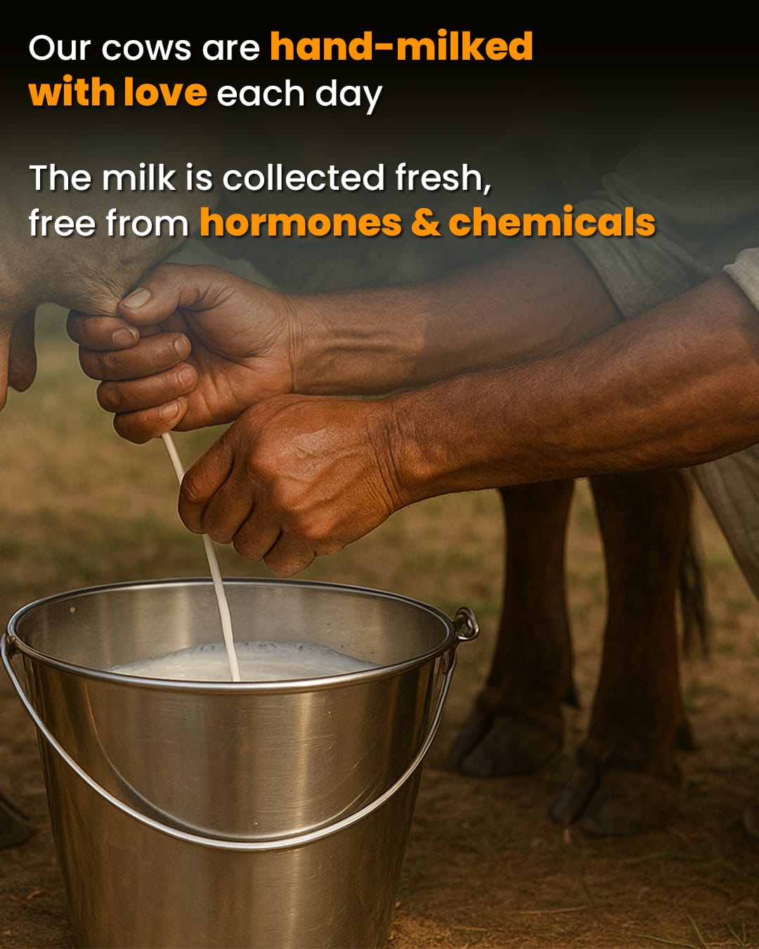 Our cows are hand-milked with love each day.